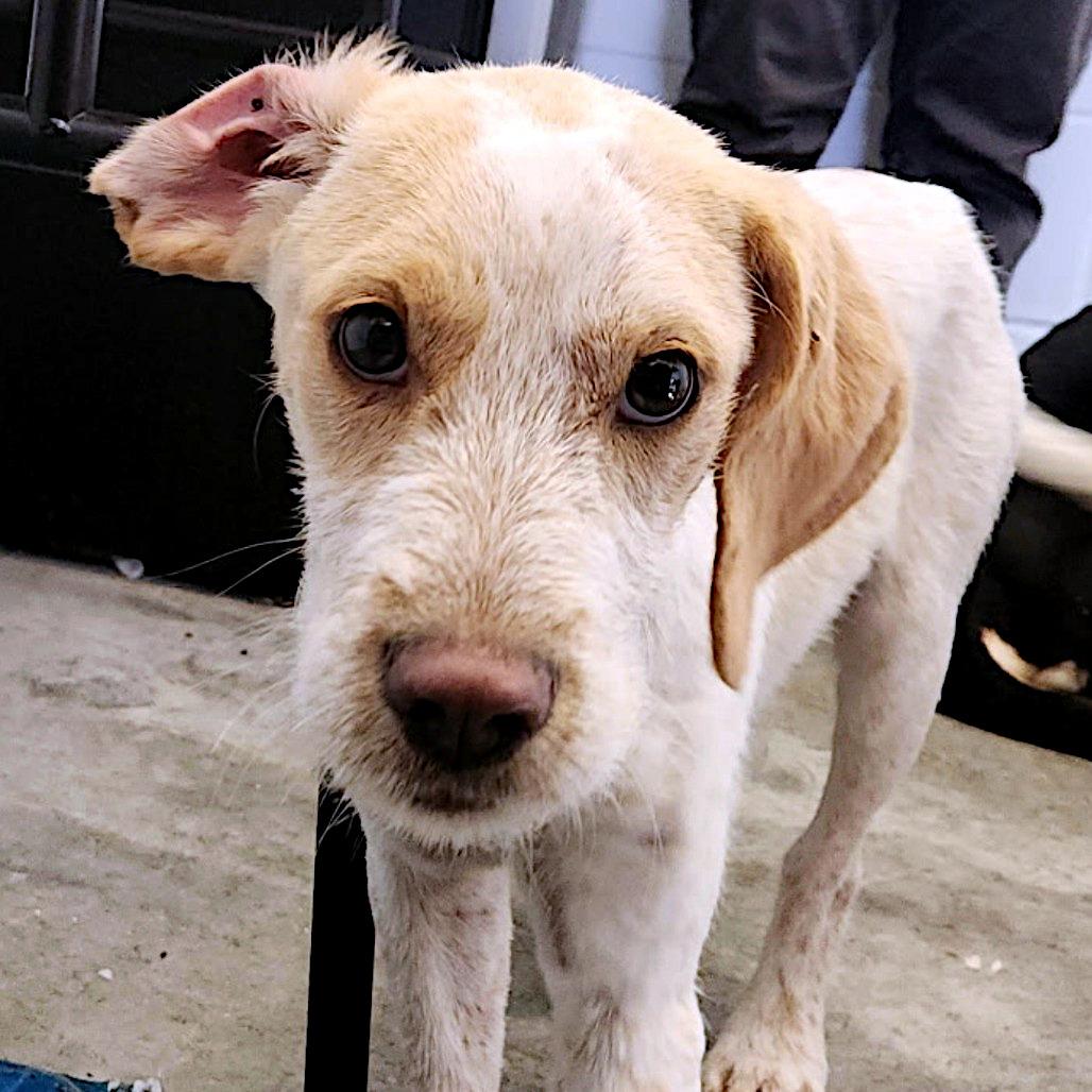 Jackson, a ADOPTABLE mixed breed in Sulphur, KY image 2/2