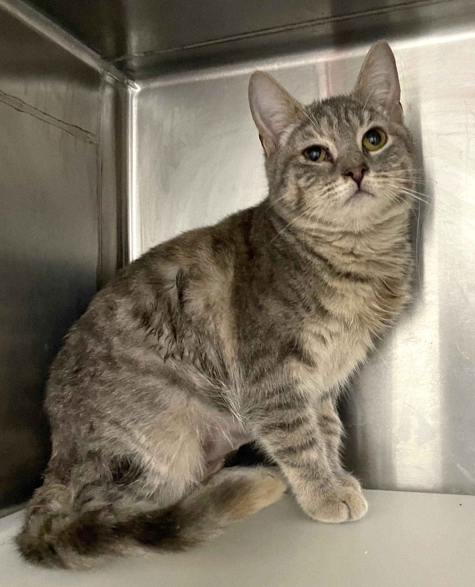 Sweet Potato thumbnail 2