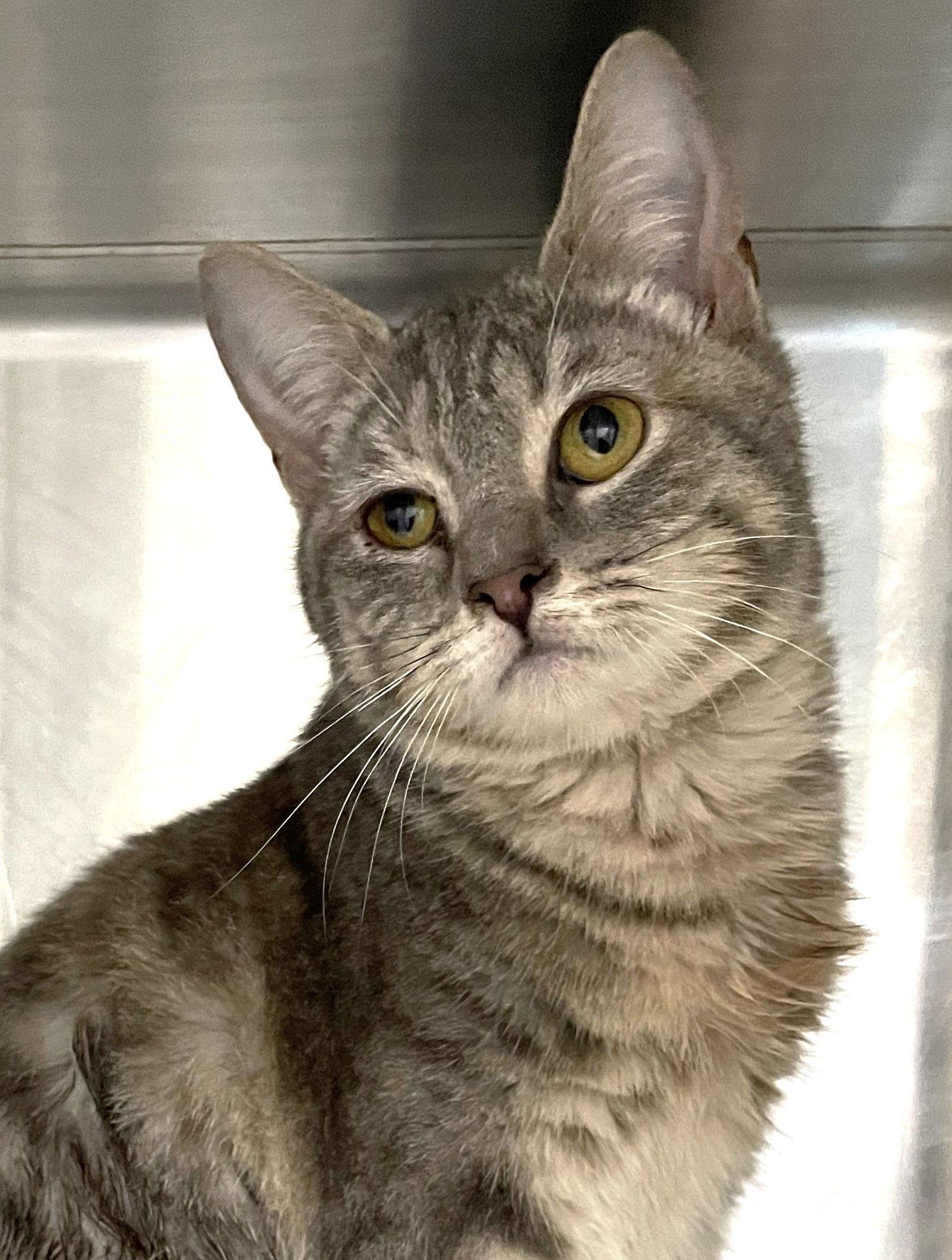 Sweet Potato thumbnail 3