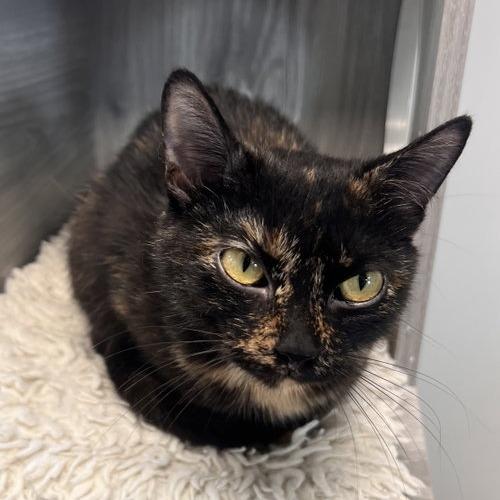 Enlarge Acornett, a Adoptable Domestic Short Hair in Georgetown, KY image 1/1