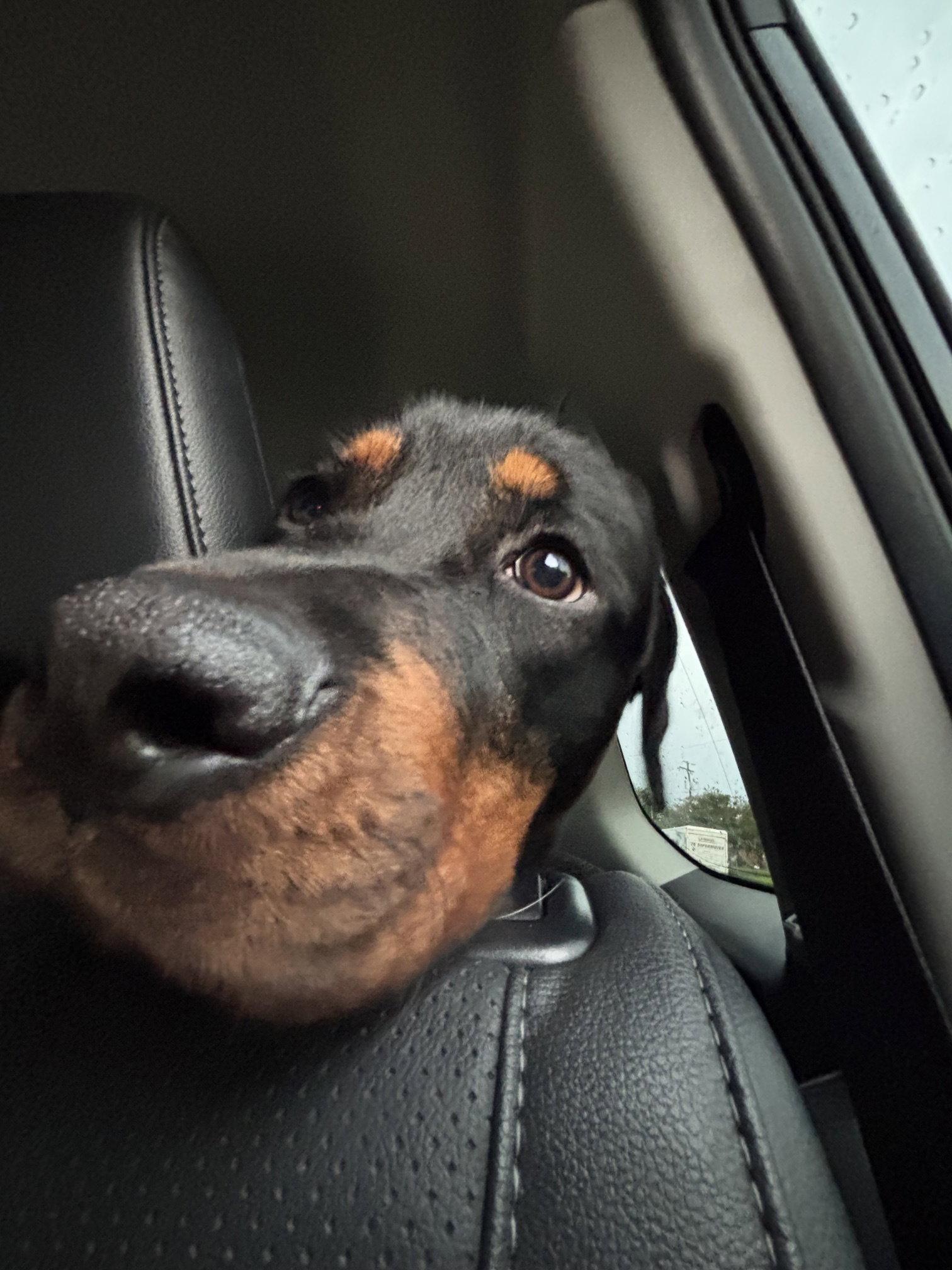 Jellyfish, Adoptable, Young Female Rottweiler.