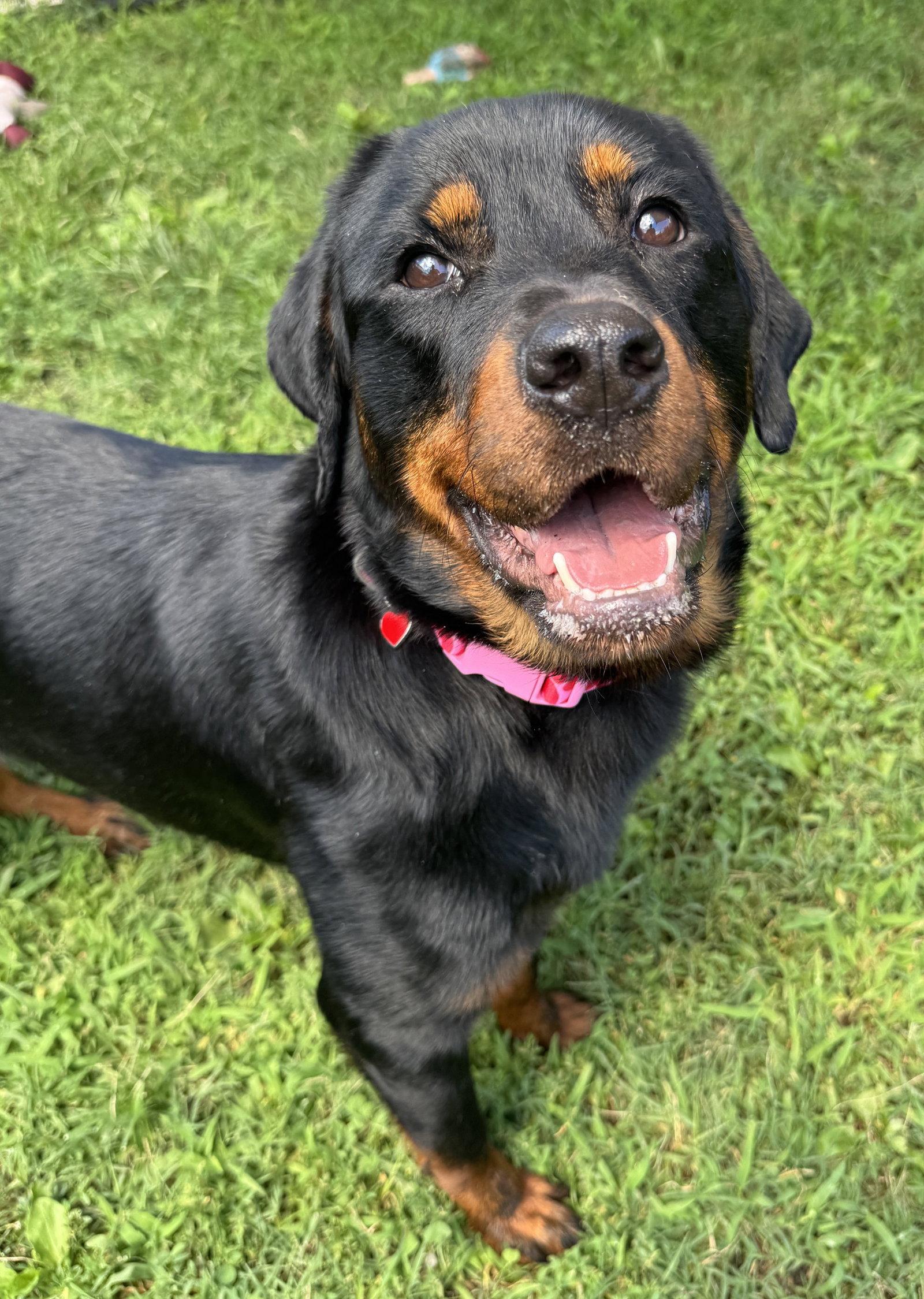 Jellyfish, a Adoptable Rottweiler in Columbia, MD image 2/3