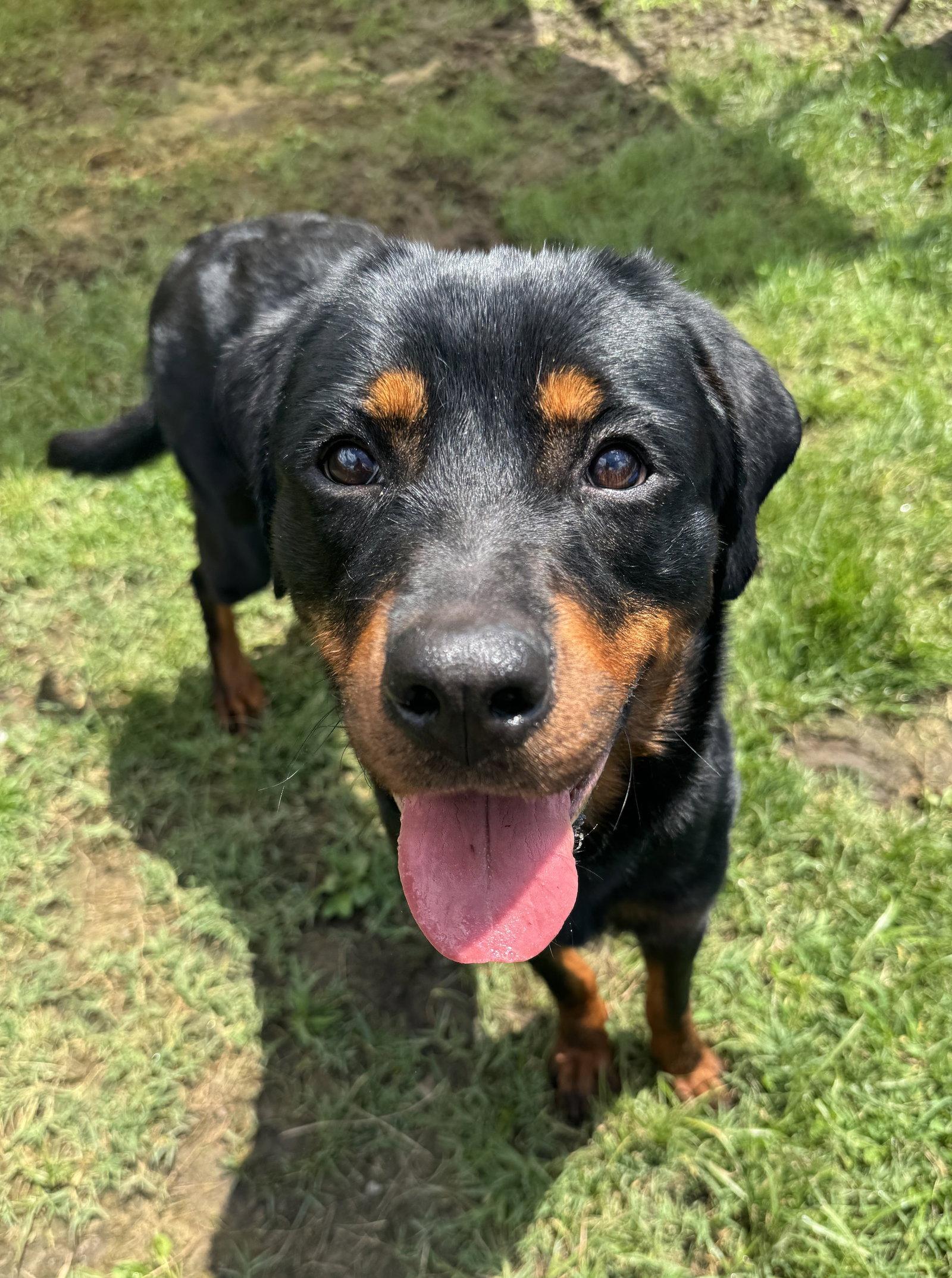 Jellyfish, a Adoptable Rottweiler in Columbia, MD image 3/3