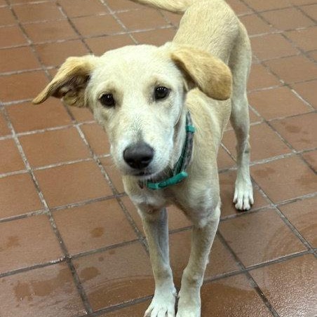 Enlarge Perla, a Adoptable mixed breed in Lake Hopatcong, NJ image 1/3