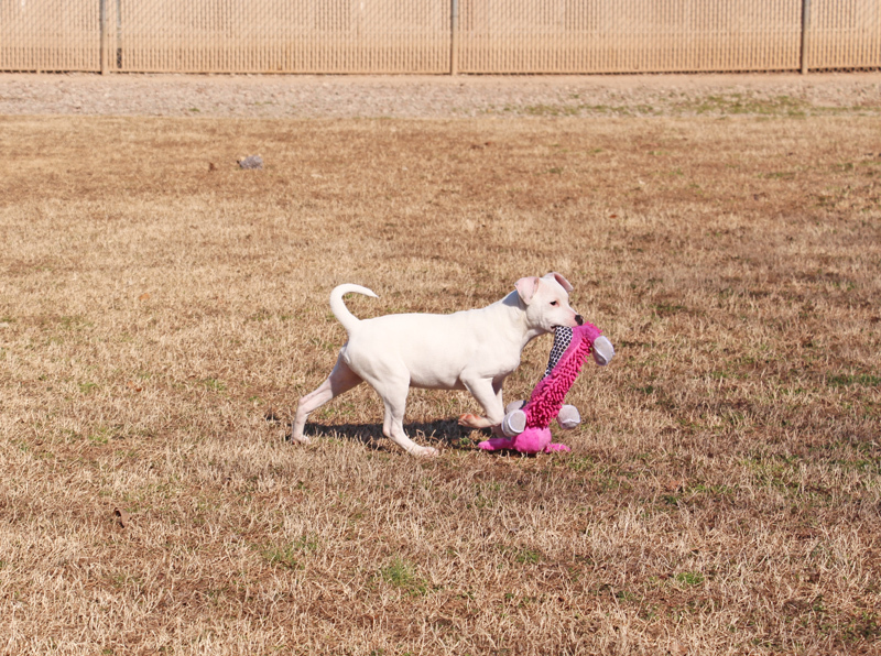 Shrimp, an adoptable mixed breed in Savannah, TN image 1/3
