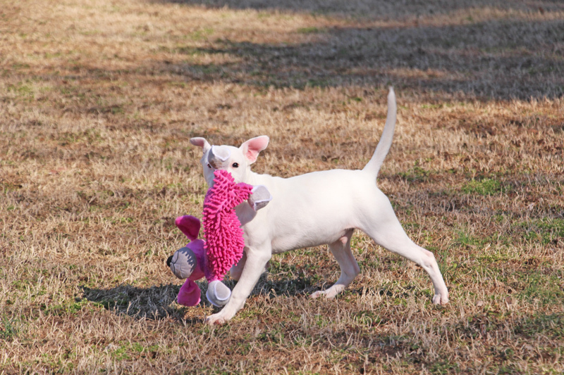 Shrimp, an adoptable mixed breed in Savannah, TN image 2/3