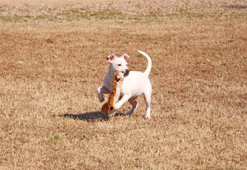Shrimp, an adoptable mixed breed in Savannah, TN image 3/3