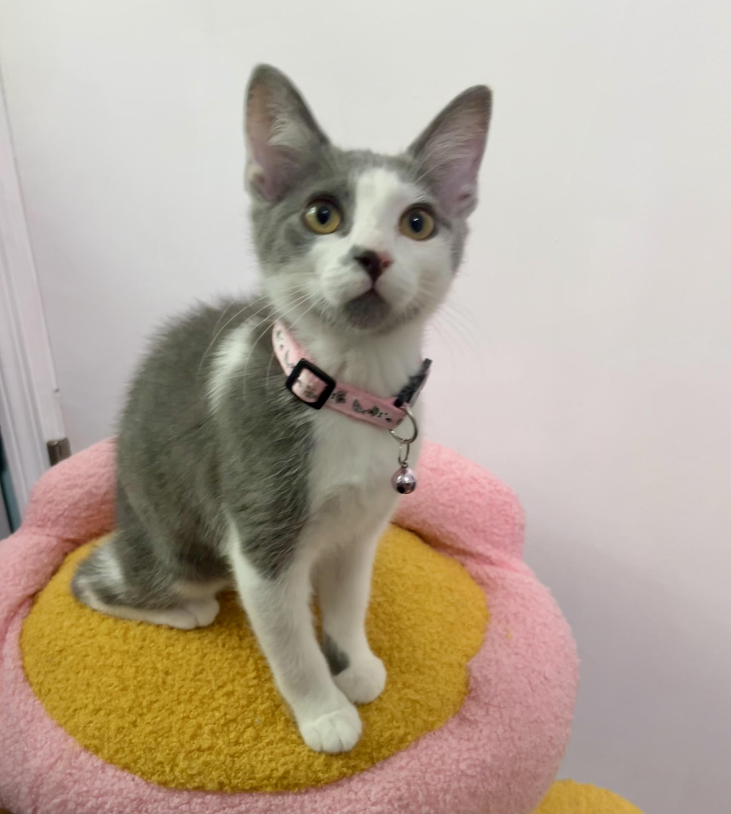 Enlarge Ashley and Zoe (bonded sisters), a ADOPTABLE Domestic Short Hair in Mount Juliet, TN image 5/6
