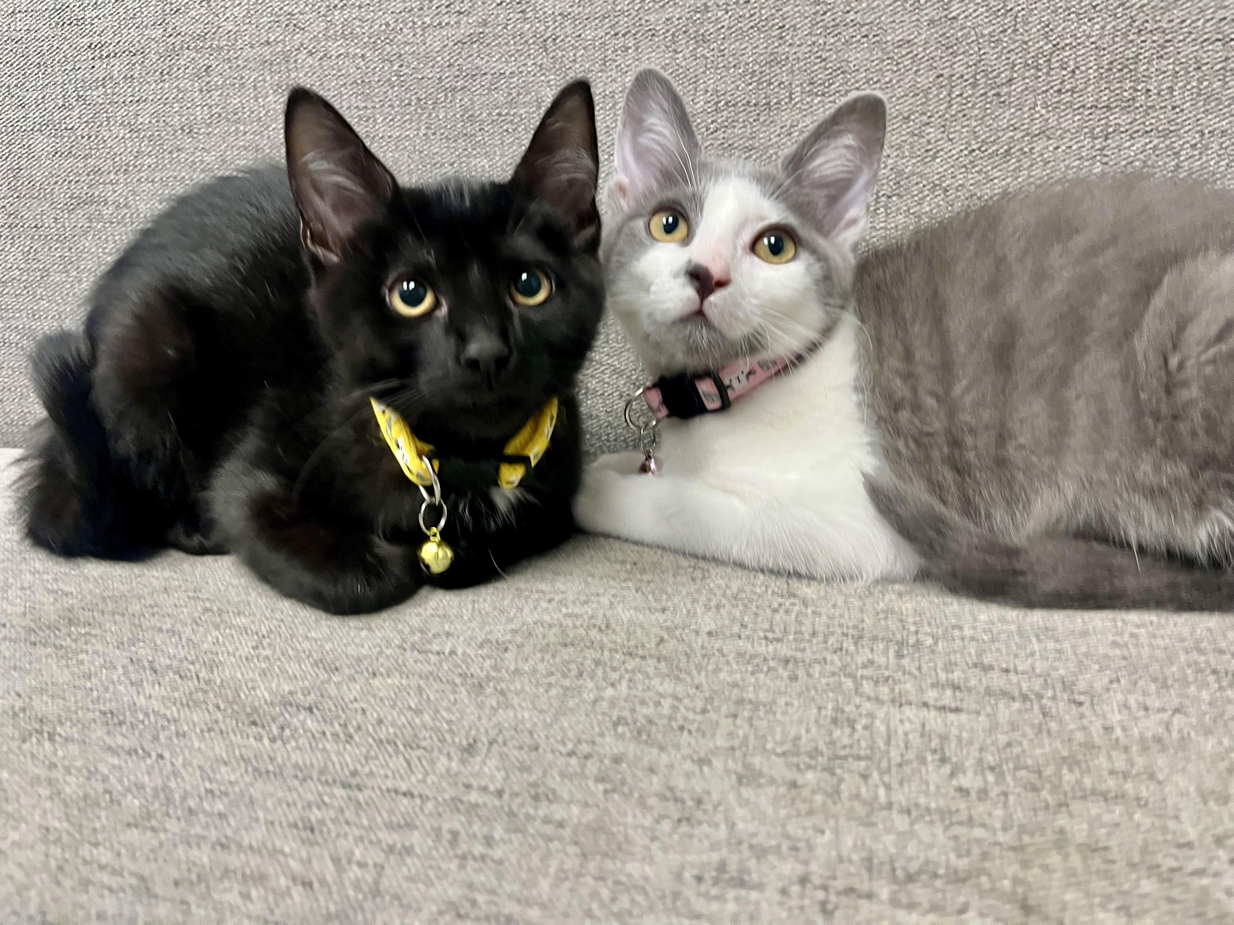 Enlarge Ashley and Zoe (bonded sisters), a ADOPTABLE Domestic Short Hair in Mount Juliet, TN image 2/6