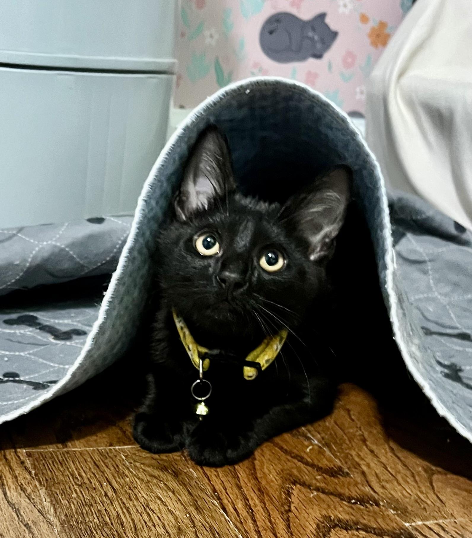 Enlarge Ashley and Zoe (bonded sisters), a ADOPTABLE Domestic Short Hair in Mount Juliet, TN image 4/6