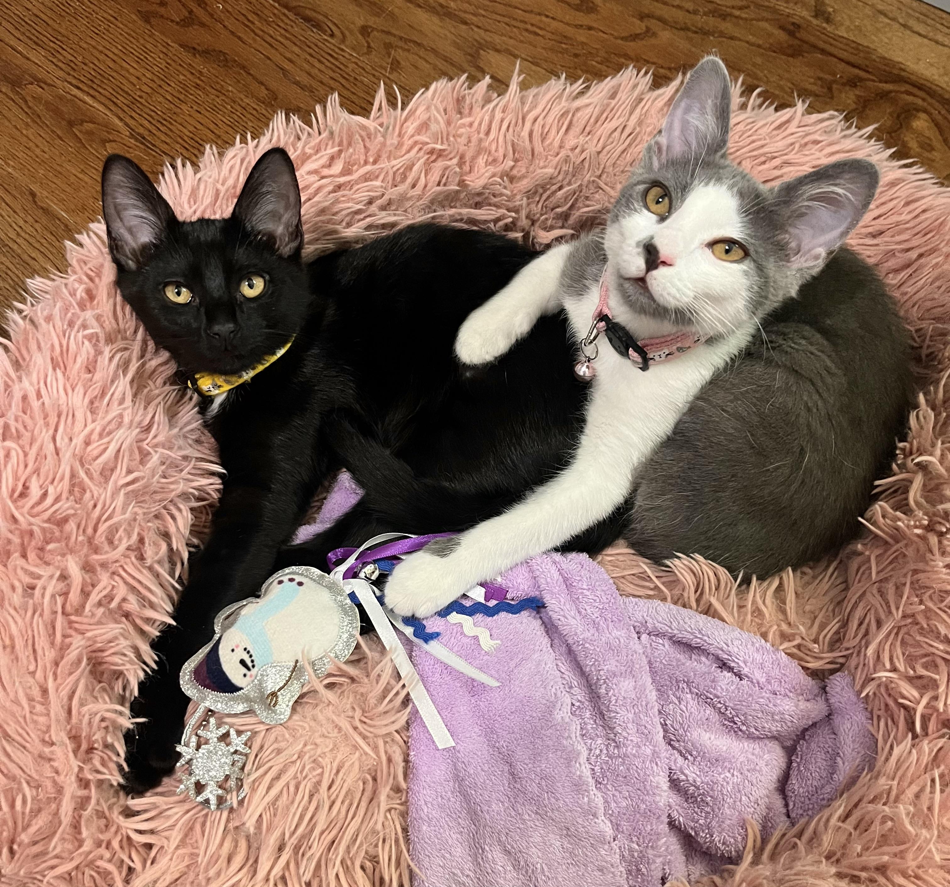 Enlarge Ashley and Zoe (bonded sisters), a ADOPTABLE Domestic Short Hair in Mount Juliet, TN image 1/6