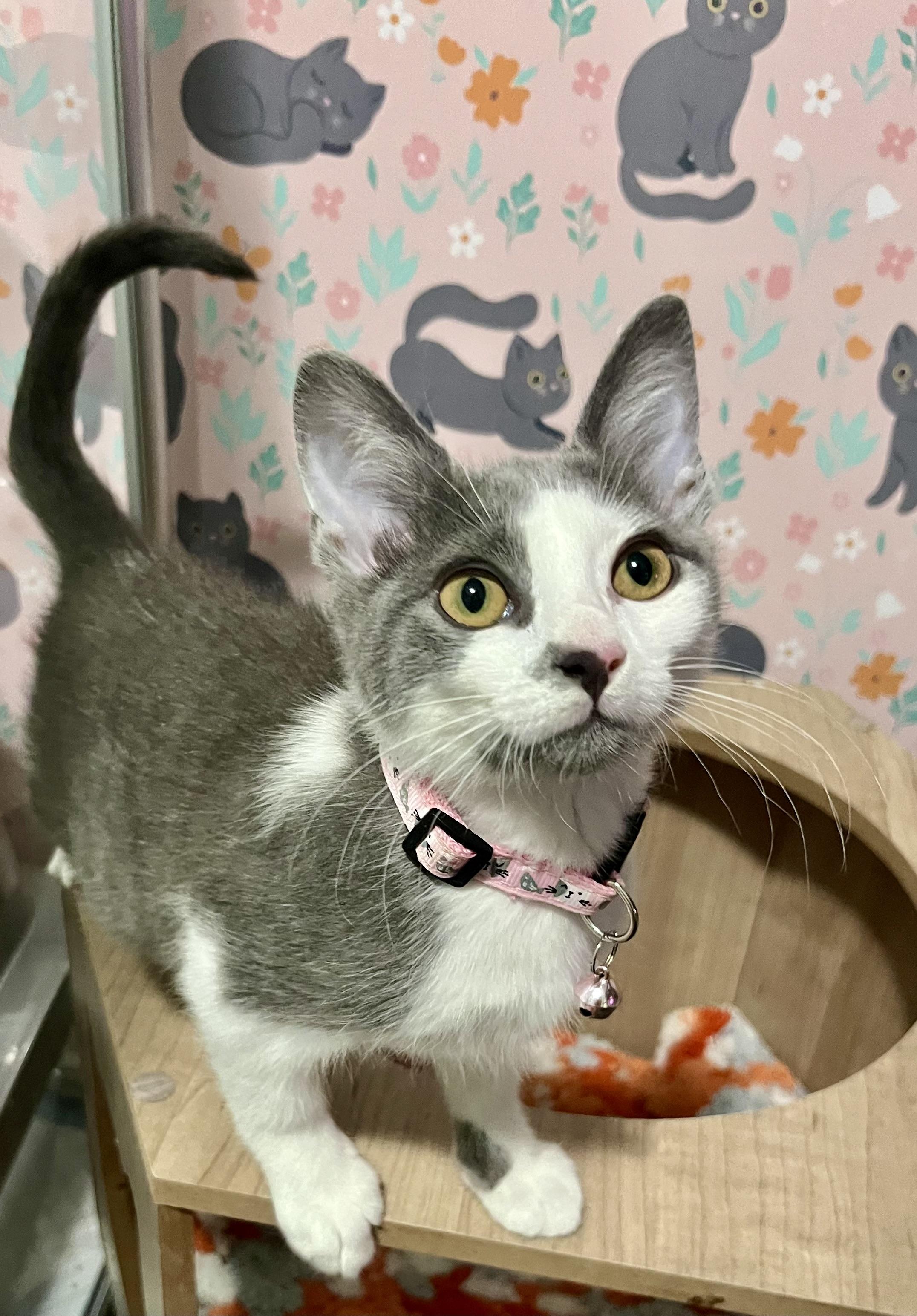 Enlarge Ashley and Zoe (bonded sisters), a ADOPTABLE Domestic Short Hair in Mount Juliet, TN image 3/6