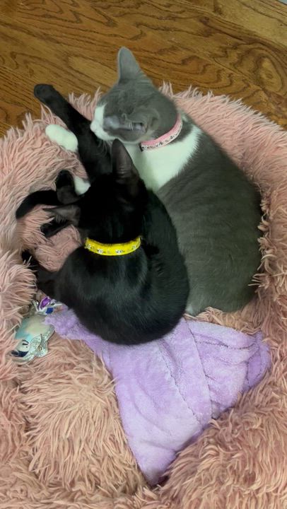 Enlarge Ashley and Zoe (bonded sisters), a ADOPTABLE Domestic Short Hair in Mount Juliet, TN video 6/6