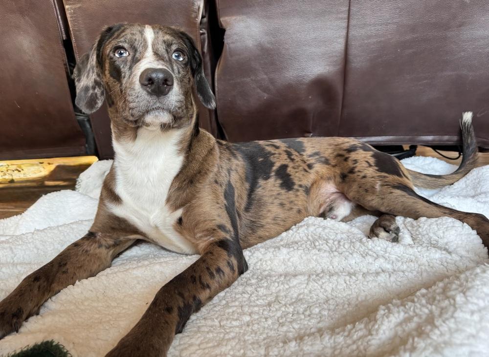 Poe, a Adoptable mixed breed in Boston, MA image 1/6