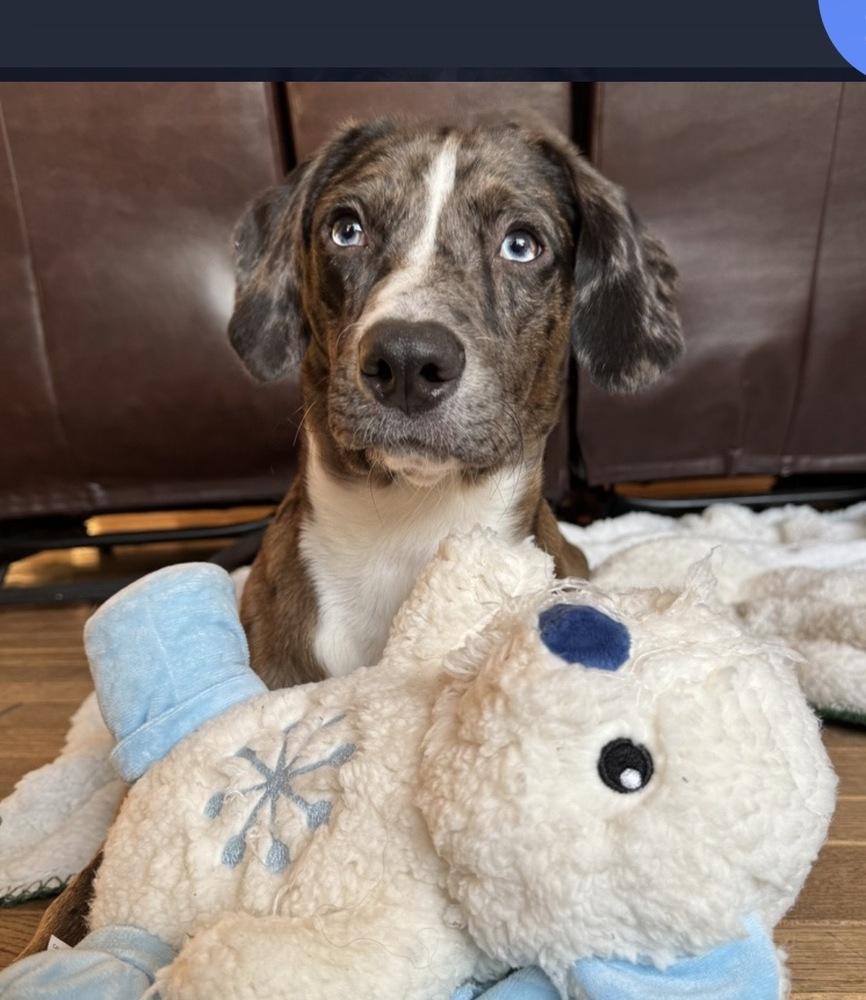 Poe, a Adoptable mixed breed in Boston, MA image 2/6
