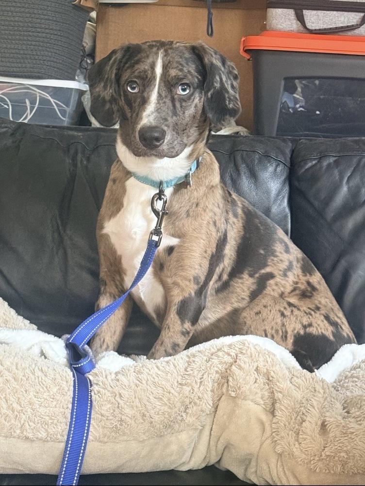 Poe, a Adoptable mixed breed in Boston, MA image 3/6