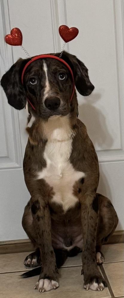 Poe, a Adoptable mixed breed in Boston, MA image 4/6