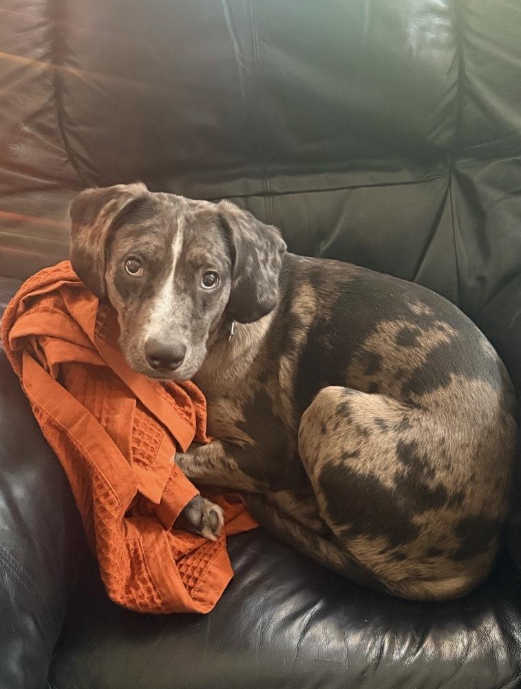 Poe, a Adoptable mixed breed in Boston, MA image 5/6