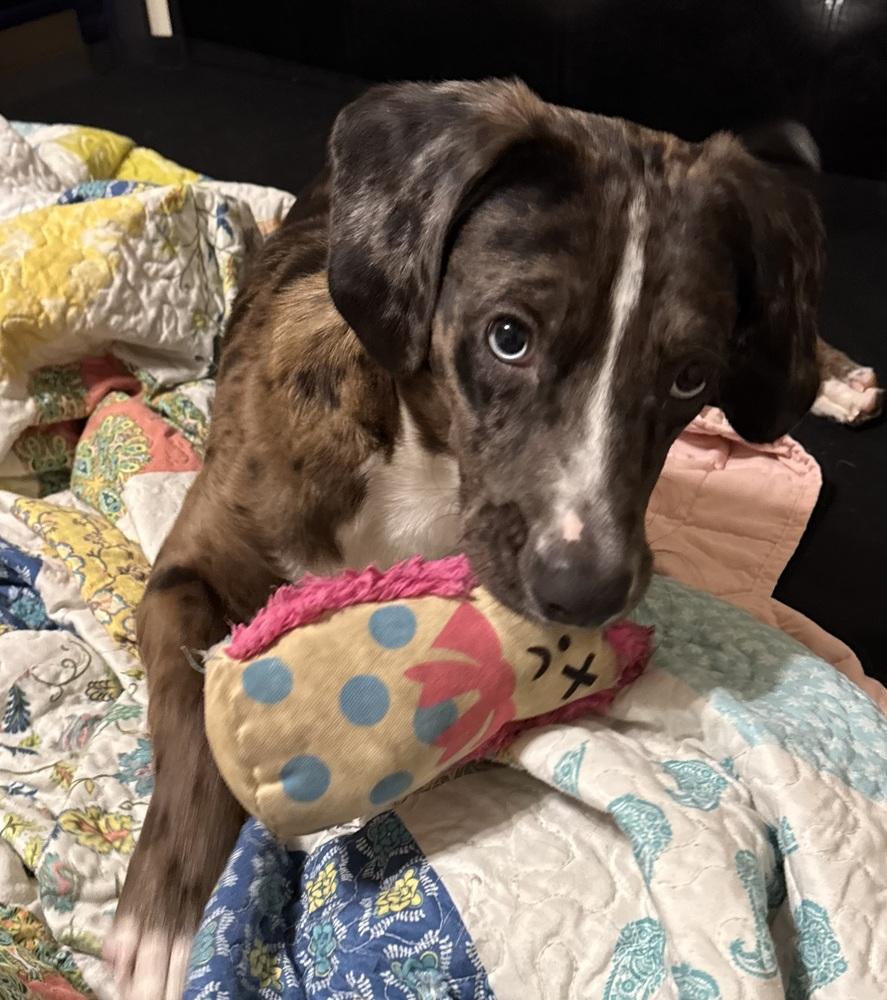 Poe, a Adoptable mixed breed in Boston, MA image 6/6