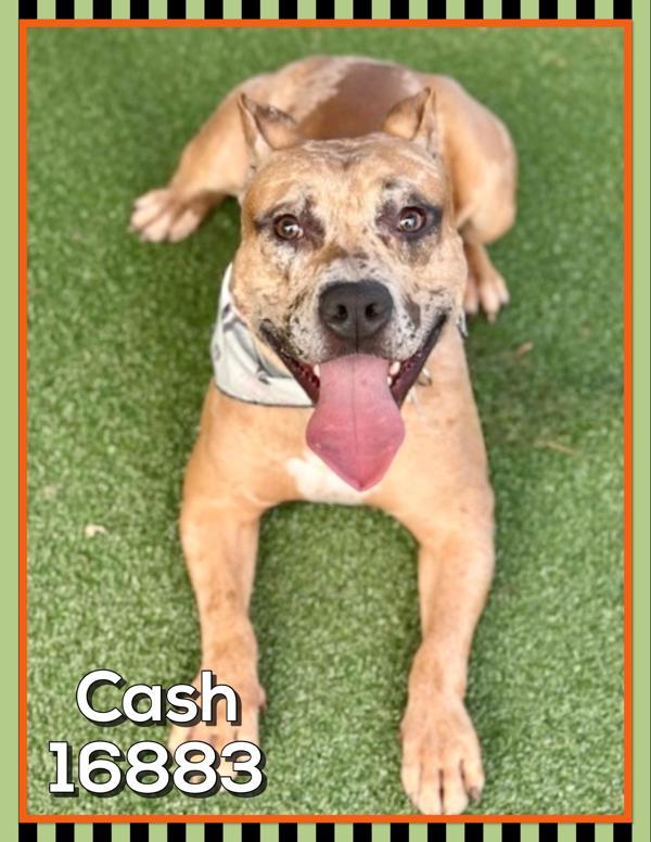 Cash (foster)