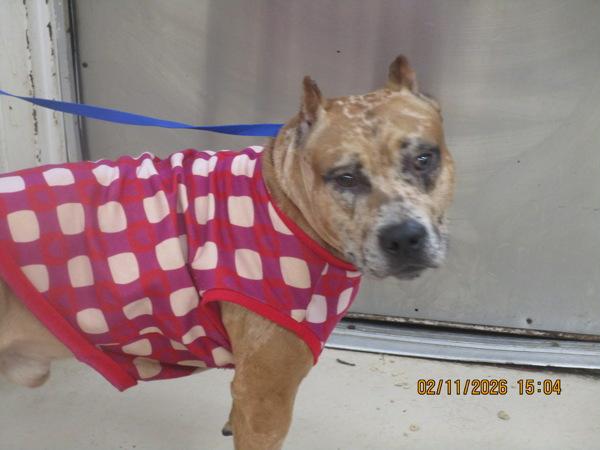 Cash (foster) — thumbnail 2