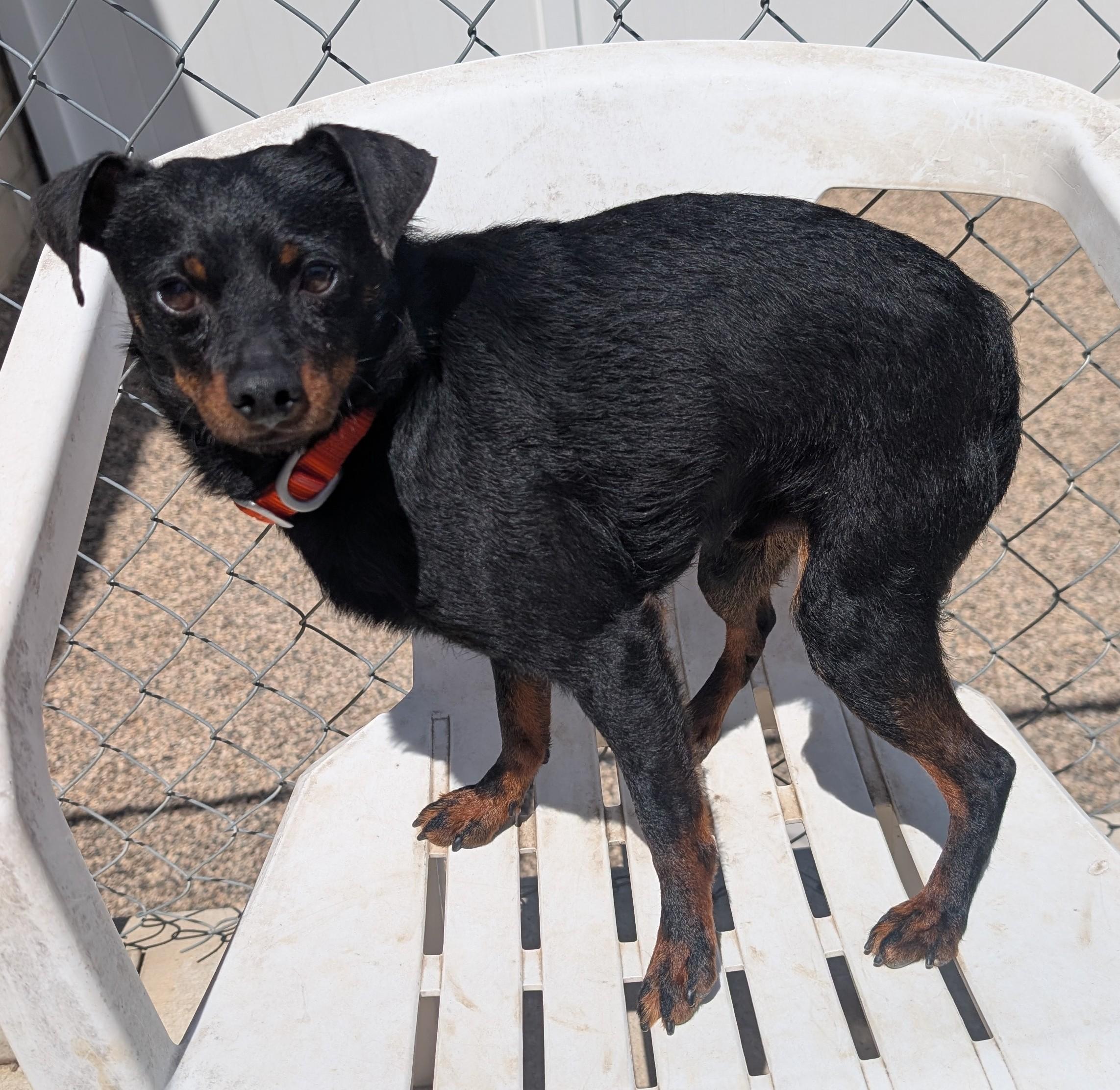 Rambo, adoptable, Adult Male Miniature Pinscher.