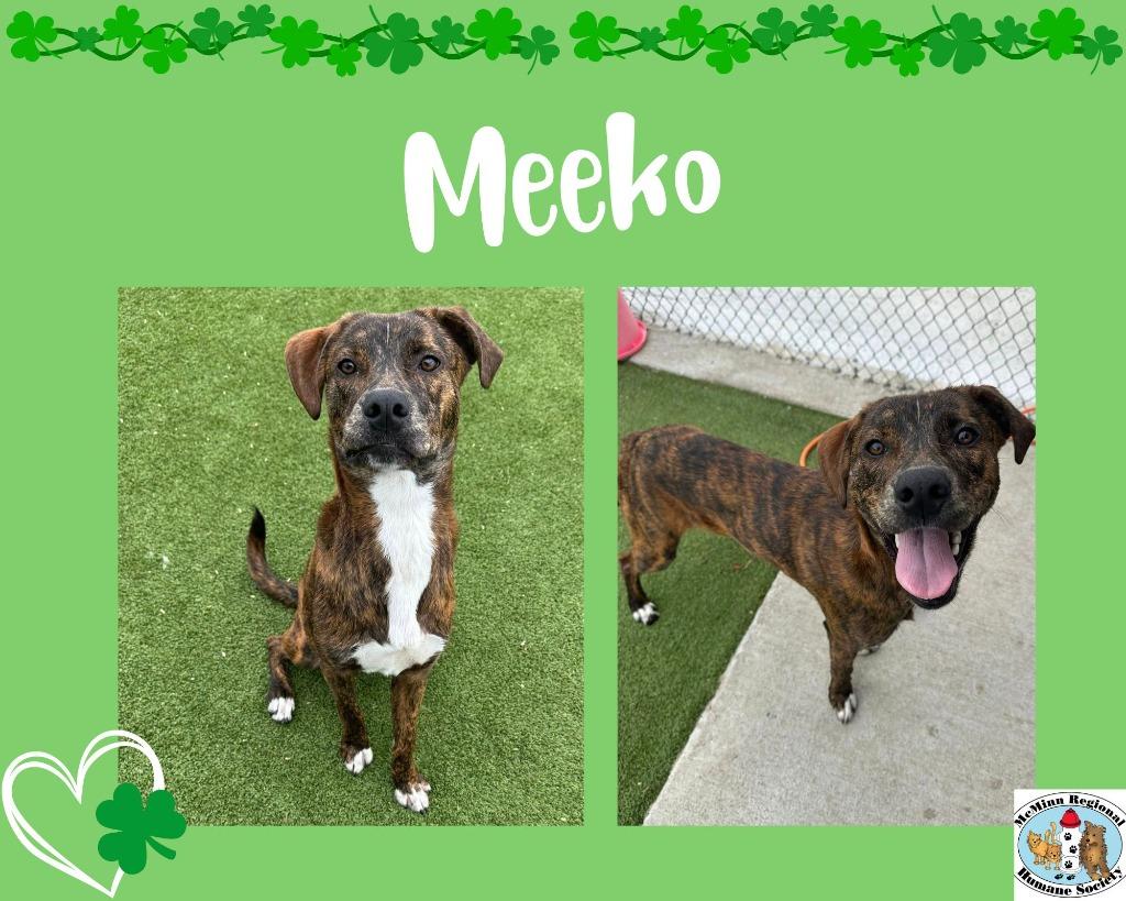 Enlarge Meeko, a Adoptable mixed breed in Athens, TN image 1/5