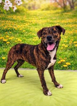 Enlarge Meeko, a Adoptable mixed breed in Athens, TN image 2/5