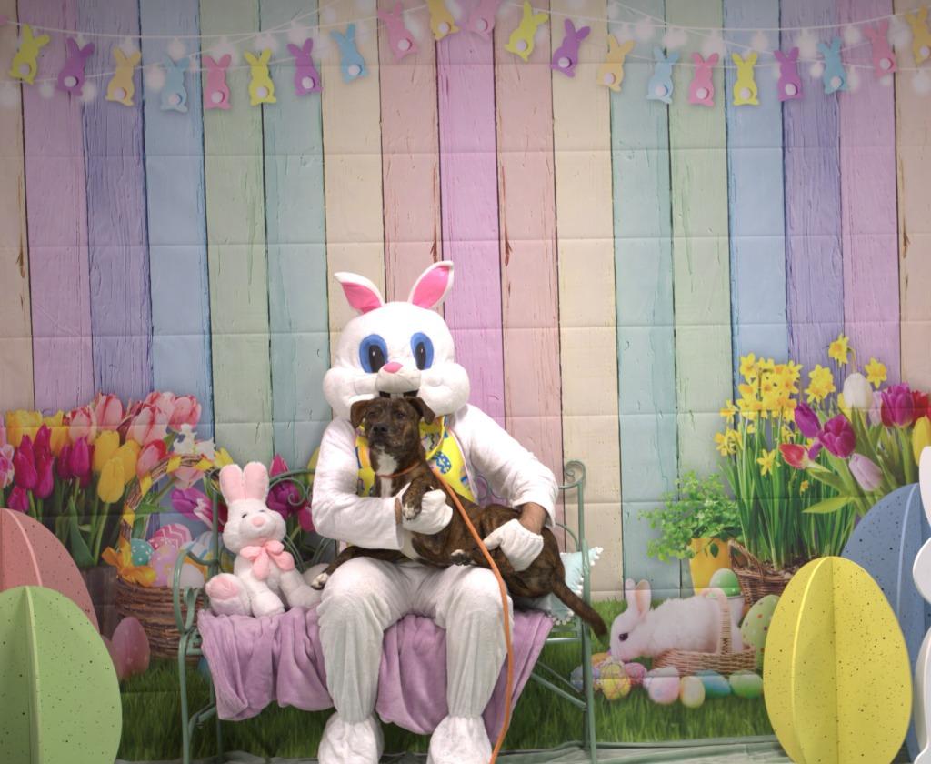 Enlarge Meeko, a Adoptable mixed breed in Athens, TN image 3/5