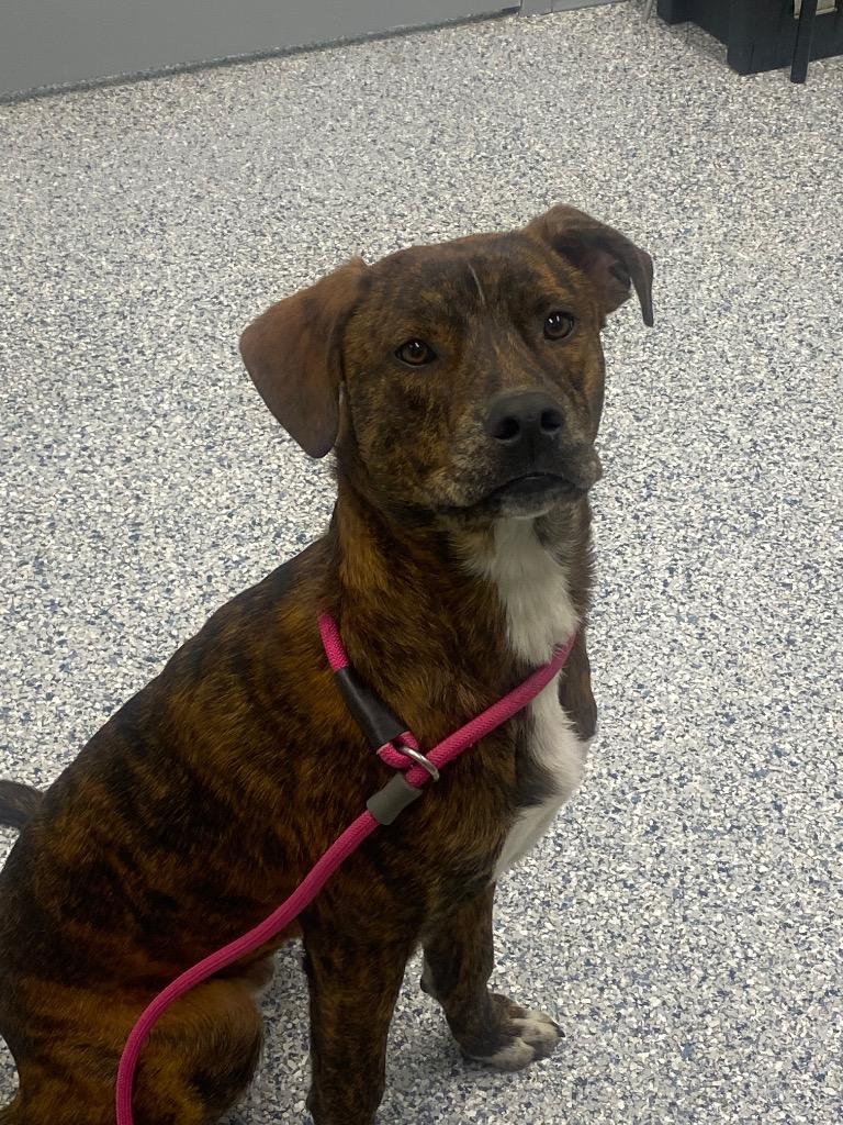 Enlarge Meeko, a Adoptable mixed breed in Athens, TN image 1/1