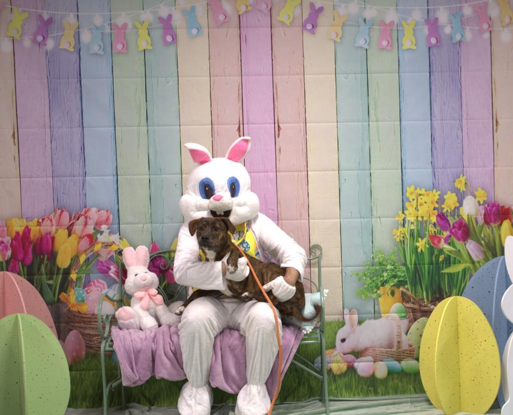 Enlarge Meeko, a Adoptable mixed breed in Athens, TN image 5/5