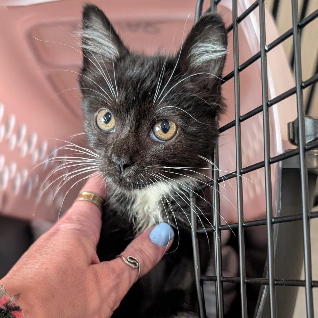 Katie, Adoptable, Kitten Female Domestic Short Hair.