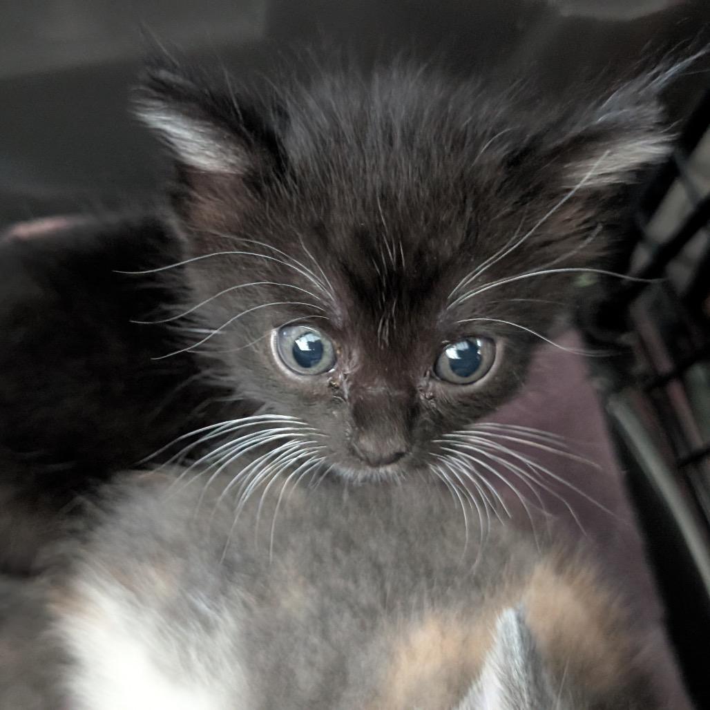 Enlarge Katie, a Adoptable Domestic Short Hair in Asheville, NC image 2/2