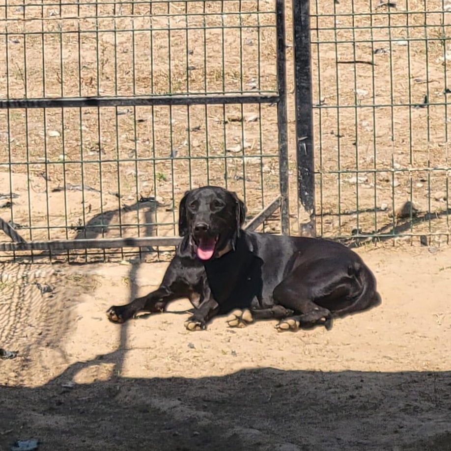 Goldo, Adoptable, Adult Male Mixed Breed.