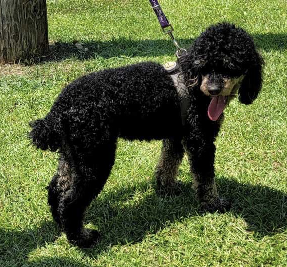 Rottie (Curly), Adult Male Miniature Poodle