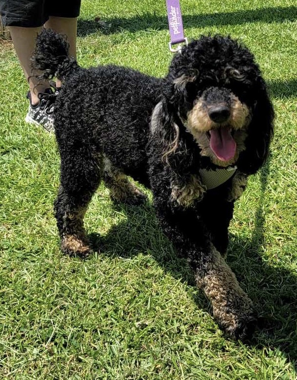 Rottie (Curly) photo 2