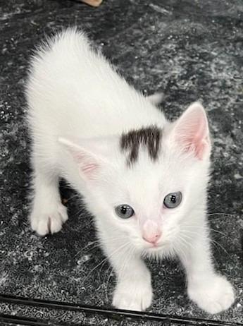 Enlarge LuLu, a Adoptable mixed breed in St. Cloud, MN image 1/1