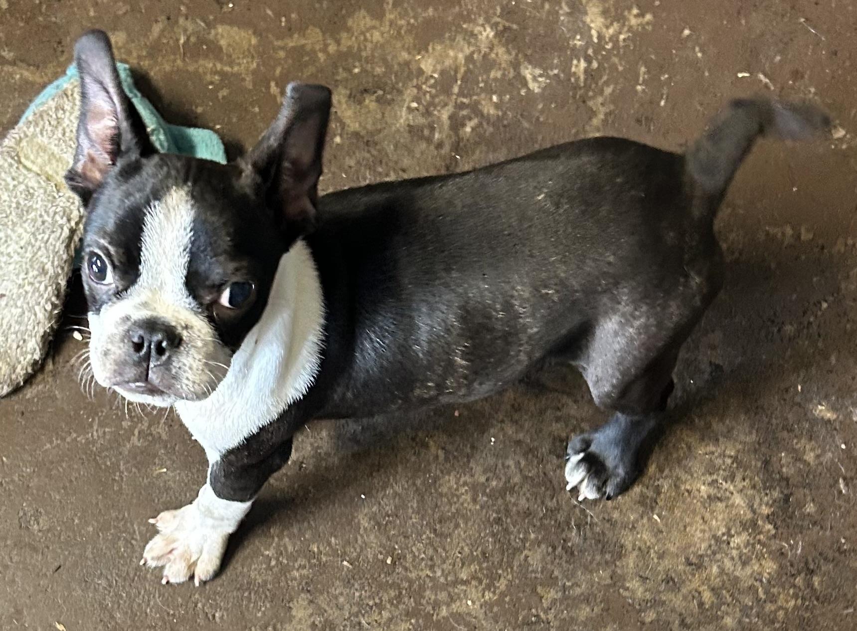 Beau, ADOPTABLE, Young Male Boston Terrier.