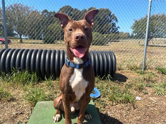 Enlarge BROOKS, a Adoptable mixed breed in McKinleyville, CA image 1/1