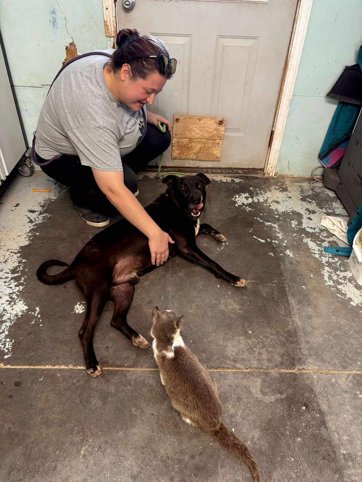 Brock, Adoptable, Senior Male Mixed Breed.