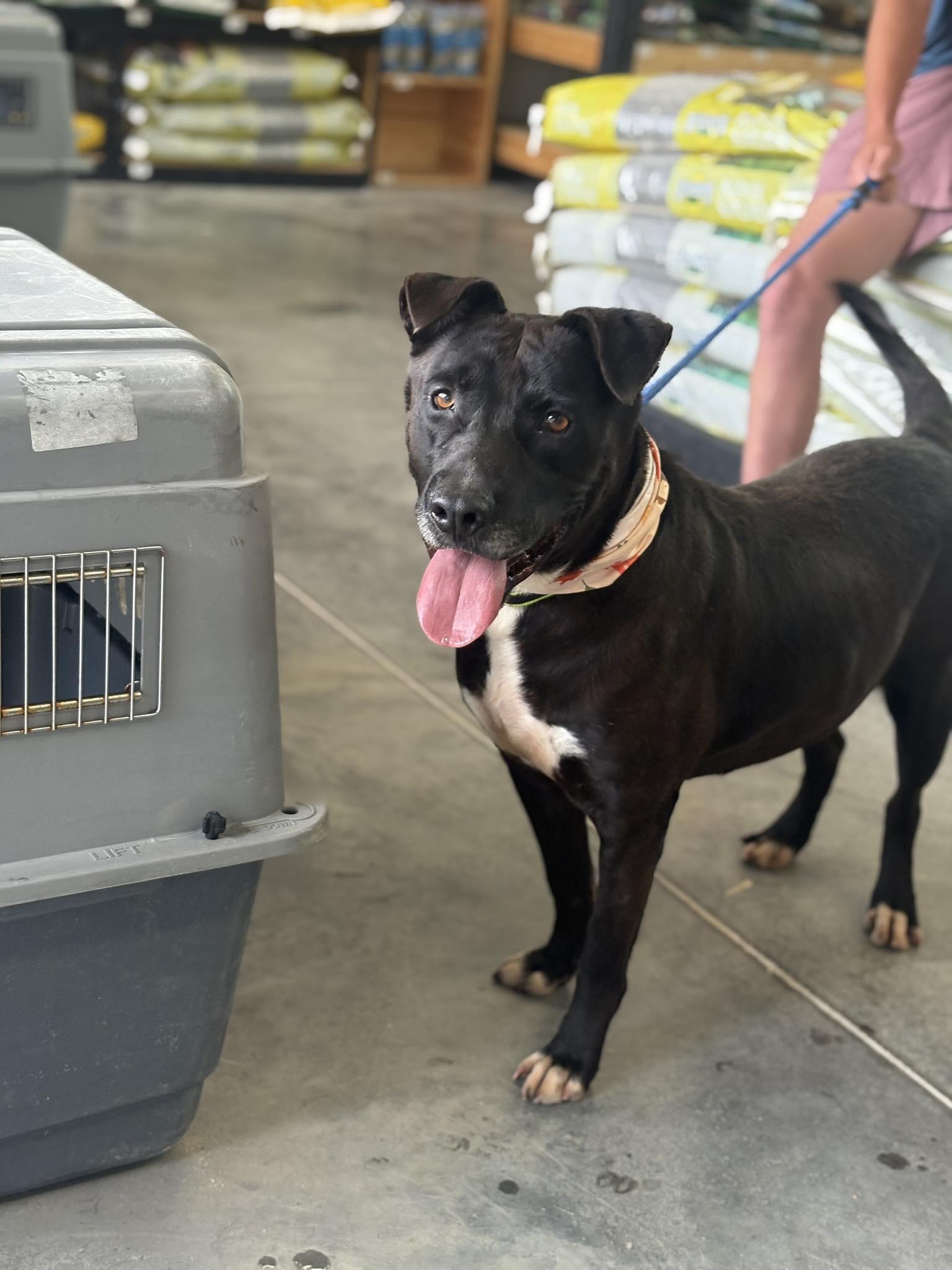 Enlarge Brock, a Adoptable Mixed Breed in Mullins, SC image 2/4