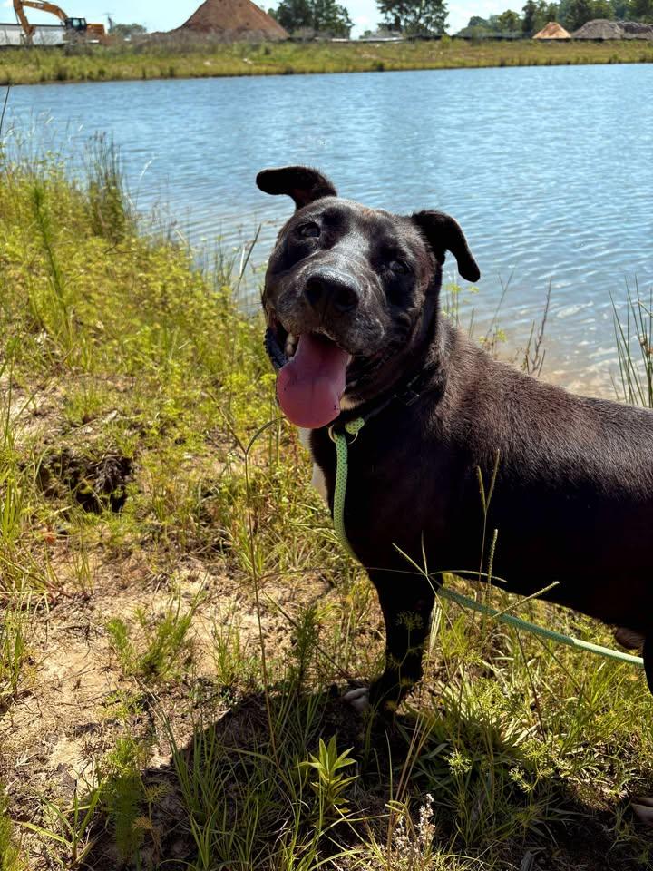 Enlarge Brock, a Adoptable Mixed Breed in Mullins, SC image 3/4