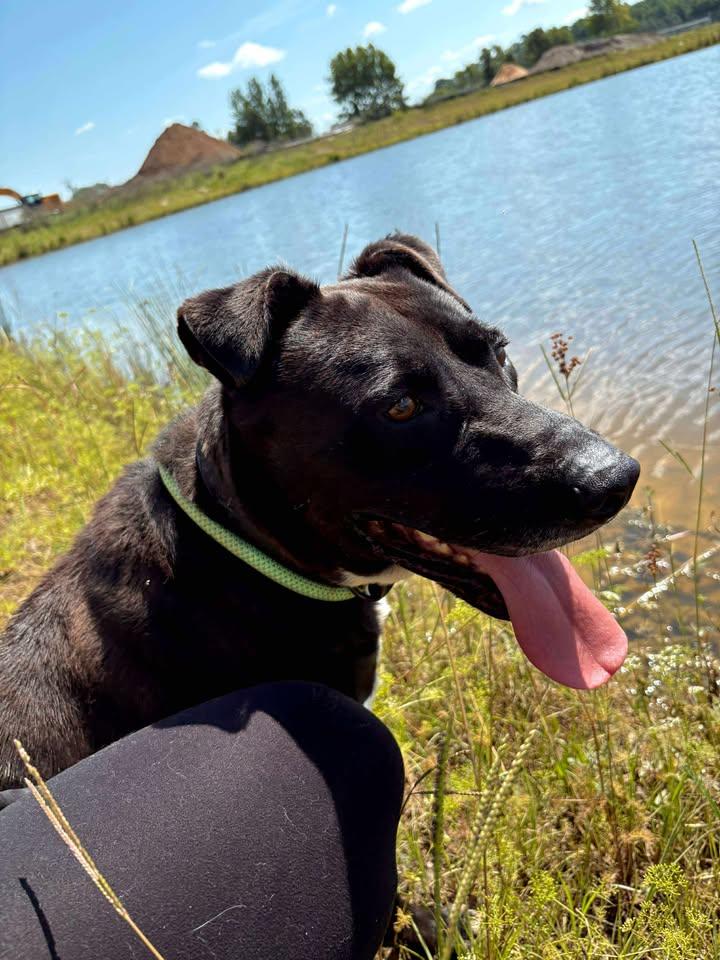 Brock — thumbnail 4