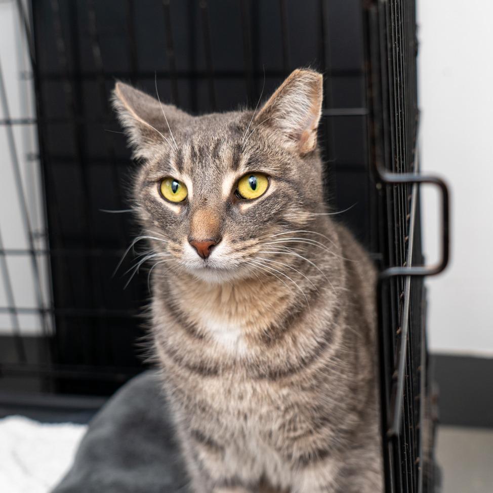 Beastboy thumbnail 2