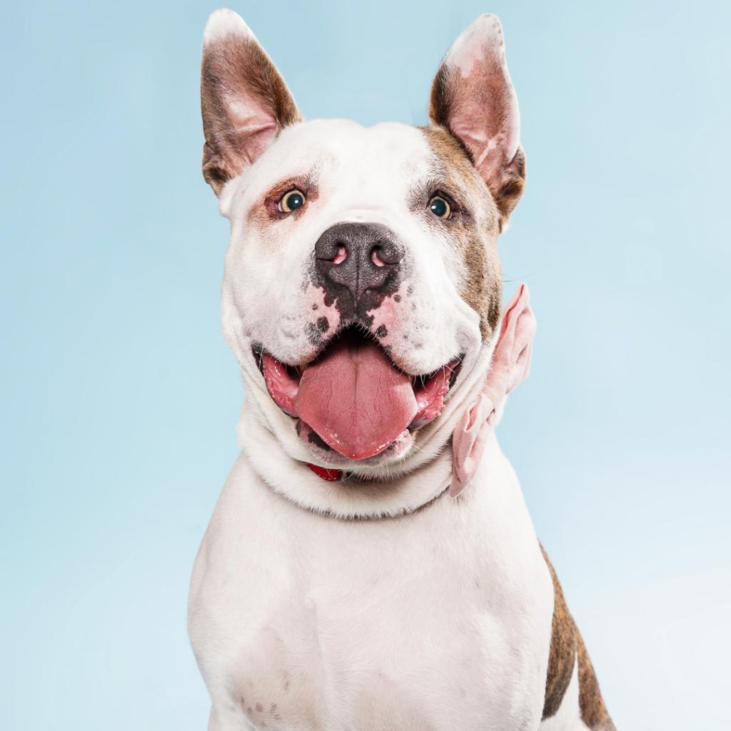 Enlarge Rock, a Adoptable Mixed Breed in Los Angeles, CA image 1/6