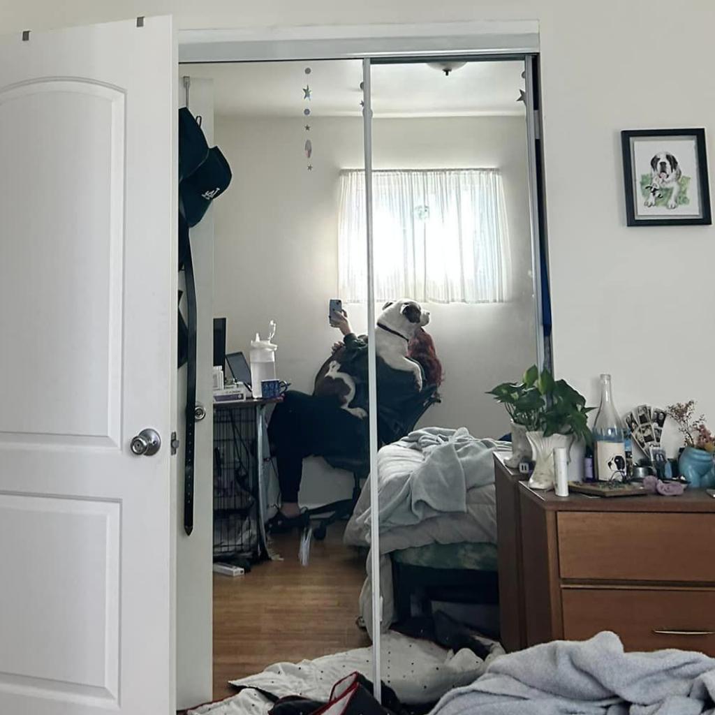 Rock, a Adoptable Mixed Breed in Los Angeles, CA image 2/6