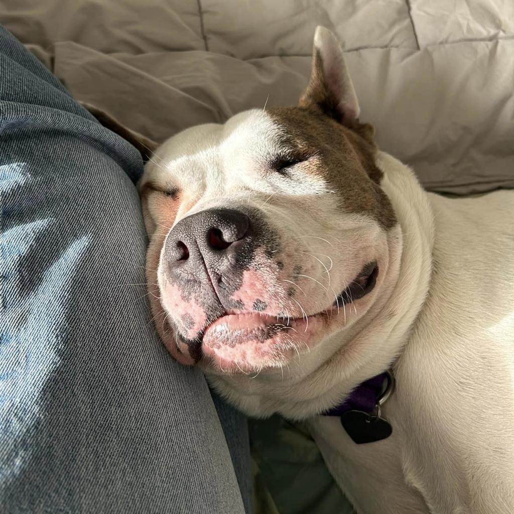 Enlarge Rock, a Adoptable Mixed Breed in Los Angeles, CA image 3/6