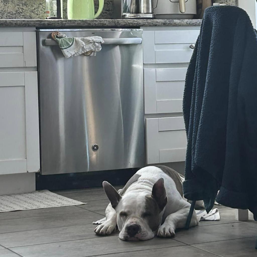 Rock, a Adoptable Mixed Breed in Los Angeles, CA image 5/6