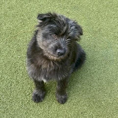 BISCUIT, Adoptable, Puppy Female Australian Shepherd & Chow Chow.