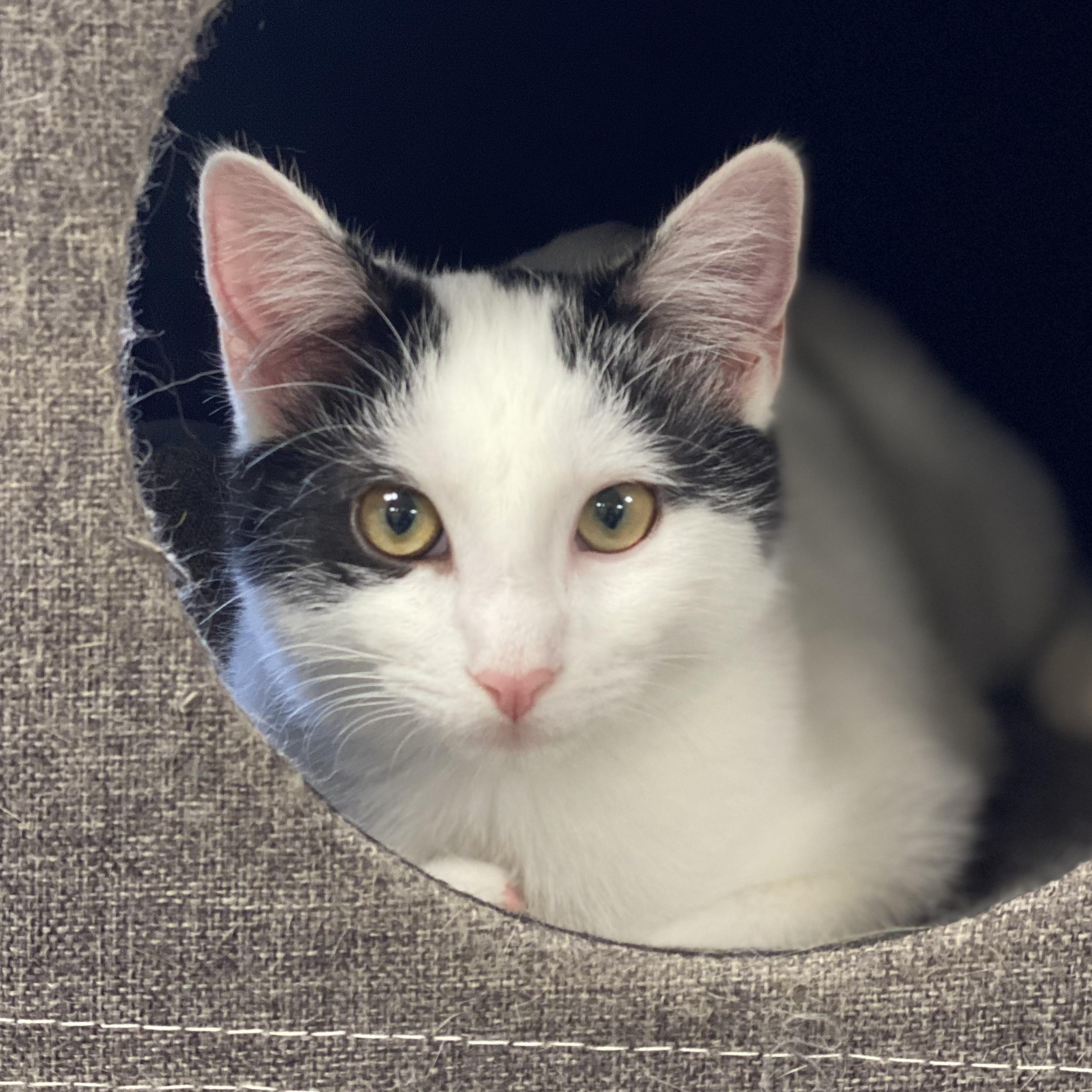 Penelope